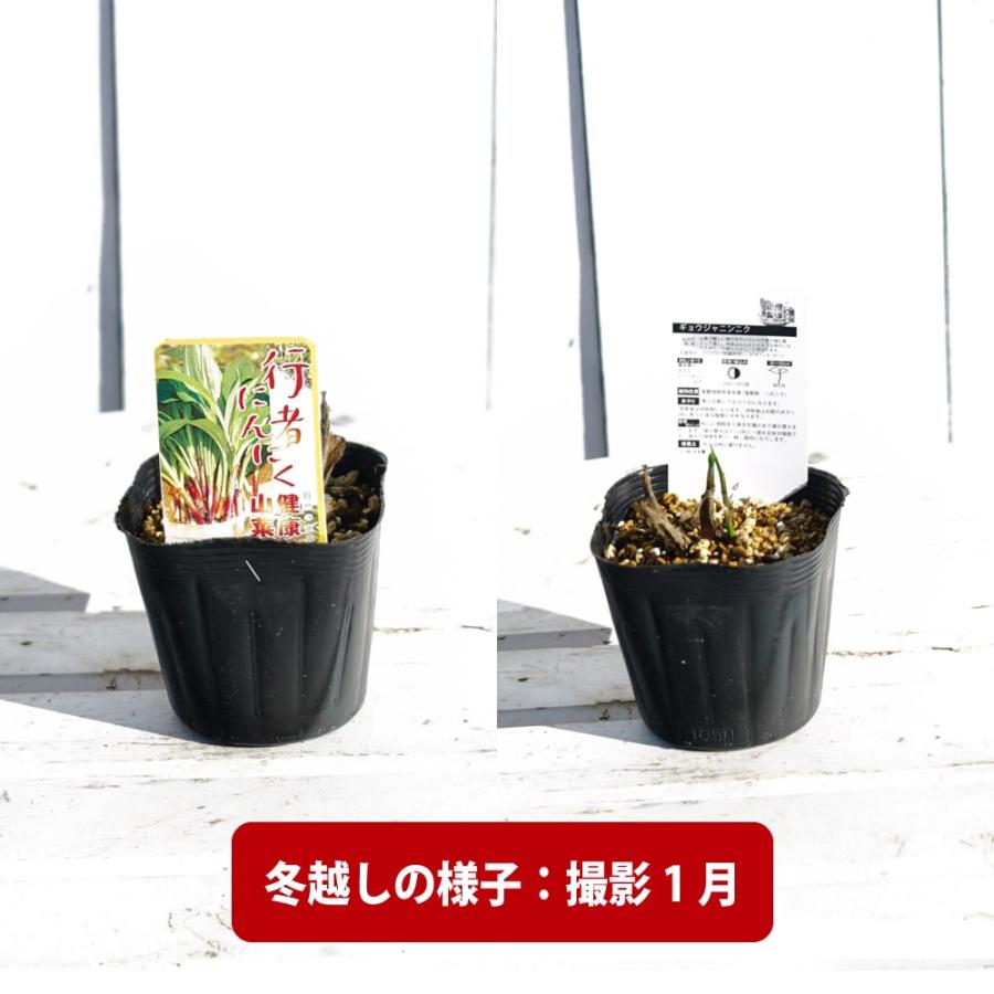 行者にんにく 3.5号ポット苗 健康山菜 : 苗木部 花ひろば 行者にんにく 3.5号ポット苗 健康山菜 : 苗木部 花ひろば