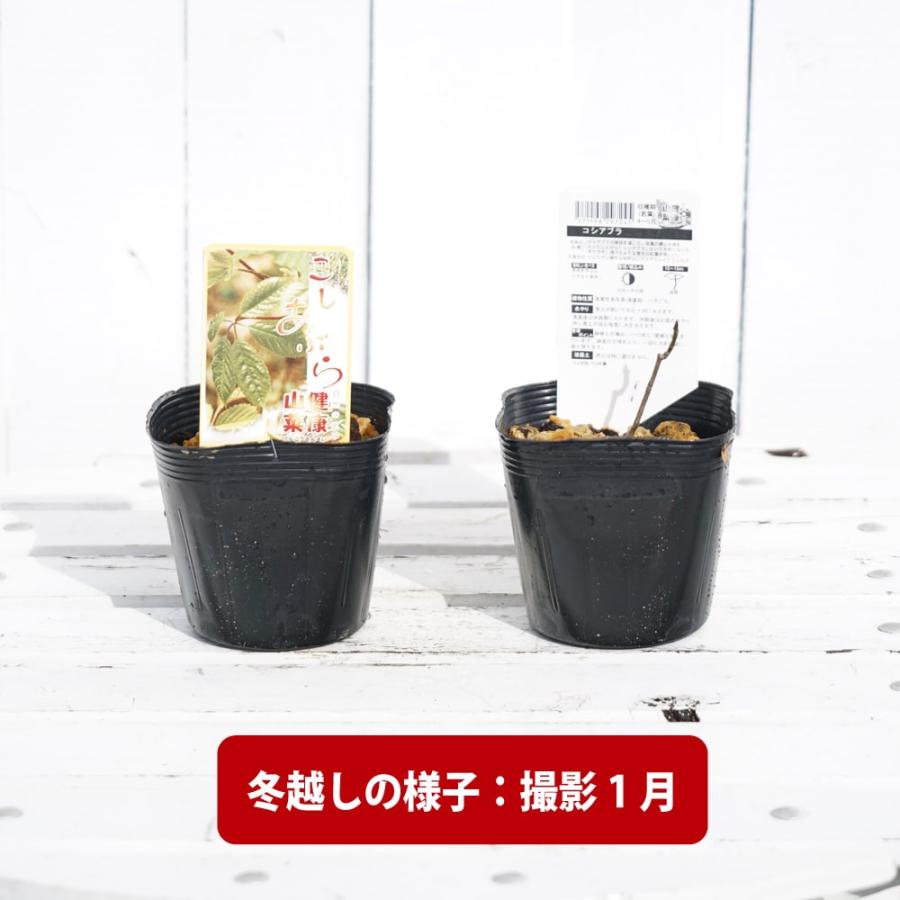 コシアブラ 3.5号ポット苗 健康山菜｜hanahirobaonline｜02
