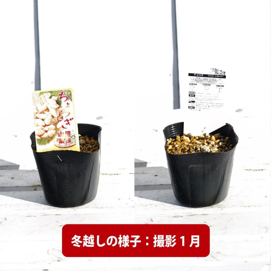 ちょろぎ 3.5号ポット苗 健康山菜 : 苗木部 花ひろばオンライン