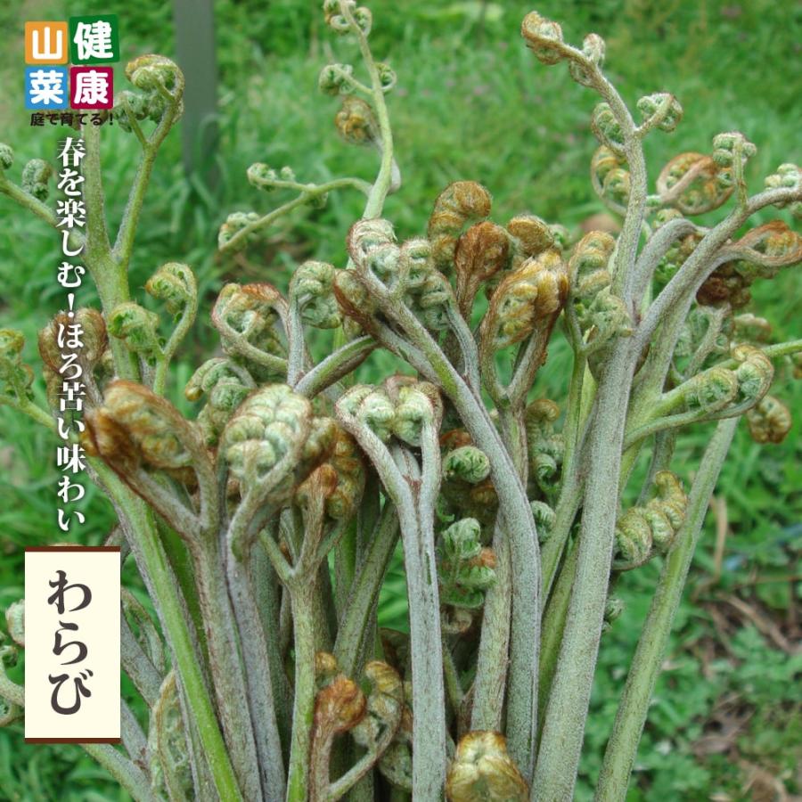 わらび 3.5号ポット苗 健康山菜 : 苗木部 花ひろばオンライン - 通販