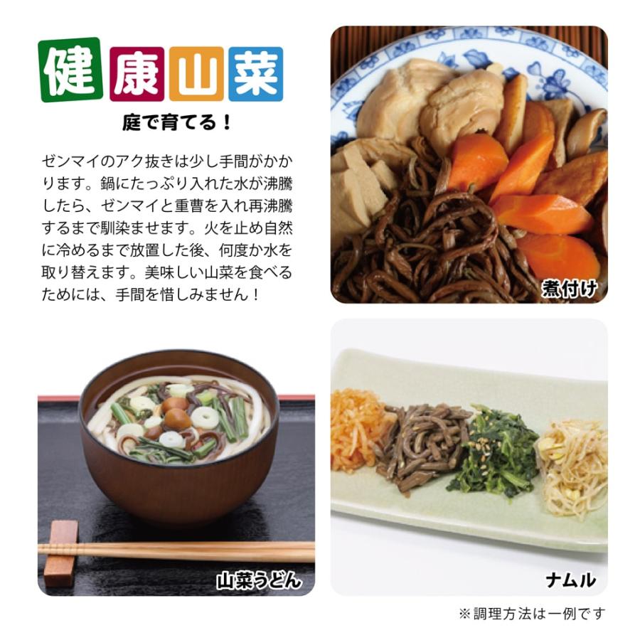 わらび苗(紀伊山地)500本 わらび 苗 120本 わらび苗(紀伊山地)500本 【