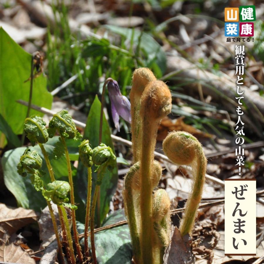 ぜんまい 3 5号ポット苗 Kenkousansai Zenmai O01 苗木部 花ひろばオンライン 通販 Yahoo ショッピング