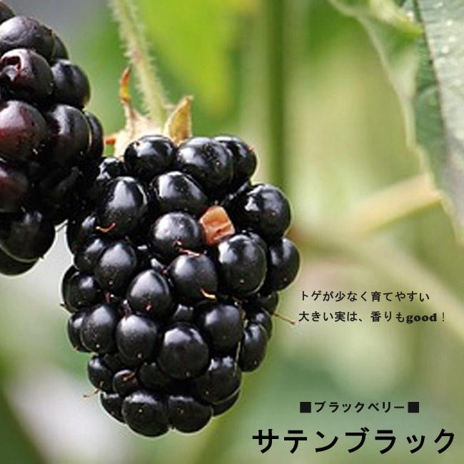 トゲなし ブラックベリー サテンブラック 最大73%OFFクーポン 定期入れの 果樹苗 果樹