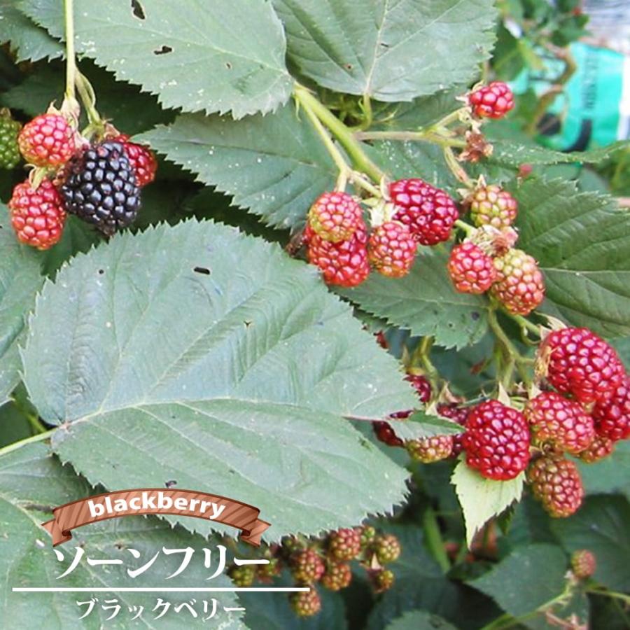 トゲなし ブラックベリー ソーンフリー 5号ポット苗 Kiichigo Burakkuberi C 苗木部 花ひろばオンライン 通販 Yahoo ショッピング