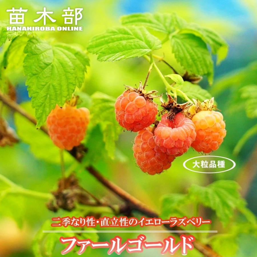 ファールゴールド イエローラズベリー ポット苗 : 苗木部 花ひろば