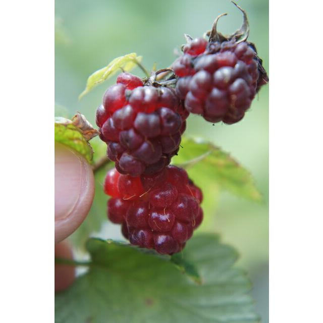 マリージェーン 二季なり ラズベリー ポット苗 Kiichigo Mari Je N 苗木部 花ひろばオンライン 通販 Yahoo ショッピング