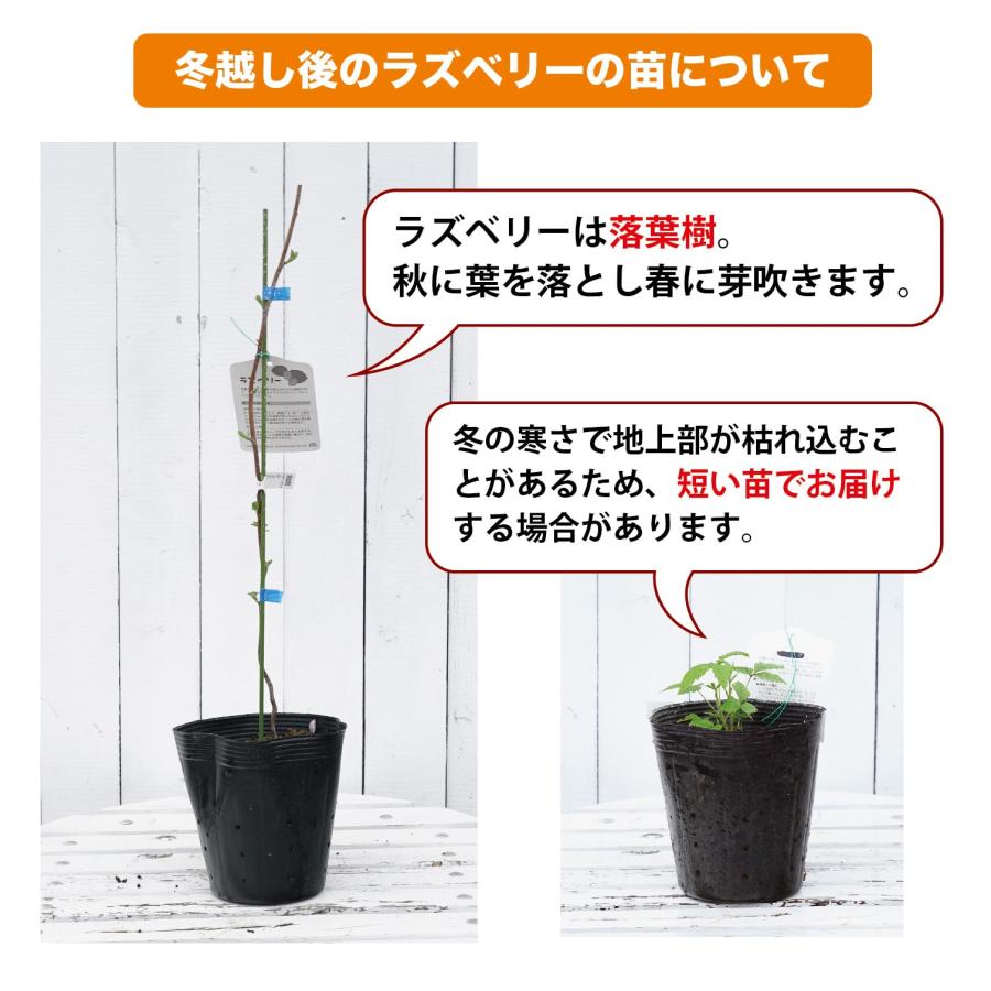 ウルトララズベリー 超大王 （レッドドリーム） ポット苗または角鉢苗