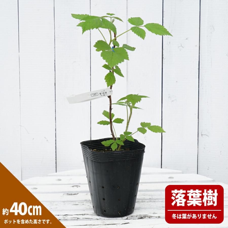 ラズベリー ルビービューティー 挿木 鉢植え 種苗法出願中 : 苗木部 花