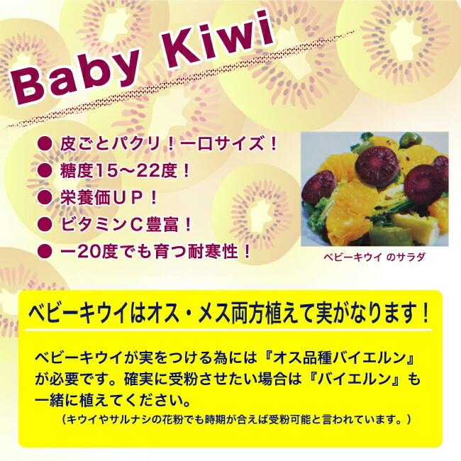 100 の保証 果樹の苗 キウイの花粉 キウイ受粉用 2袋セット