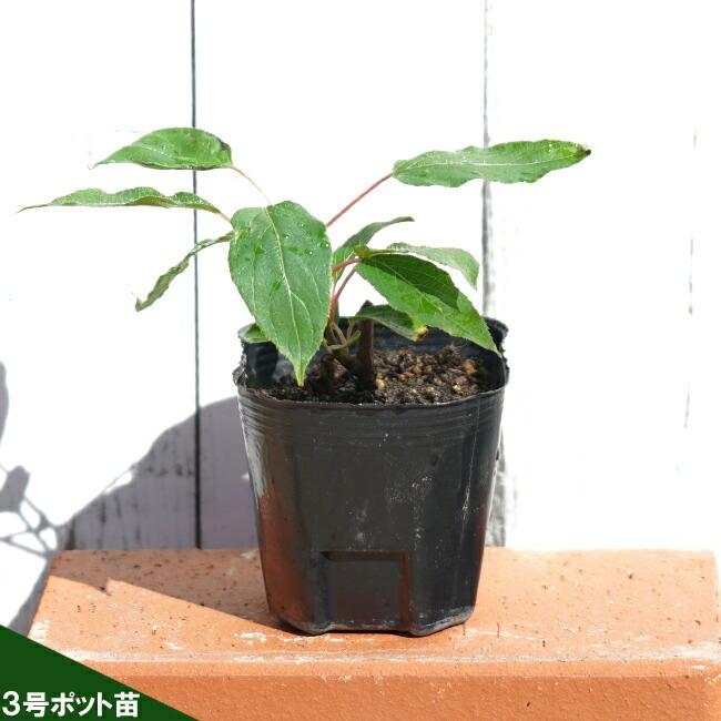 ケンズレッド メス ベビーキウイ 挿し木 1年生 ポット苗 Kiui B Kenzured 苗木部 花ひろばオンライン 通販 Yahoo ショッピング