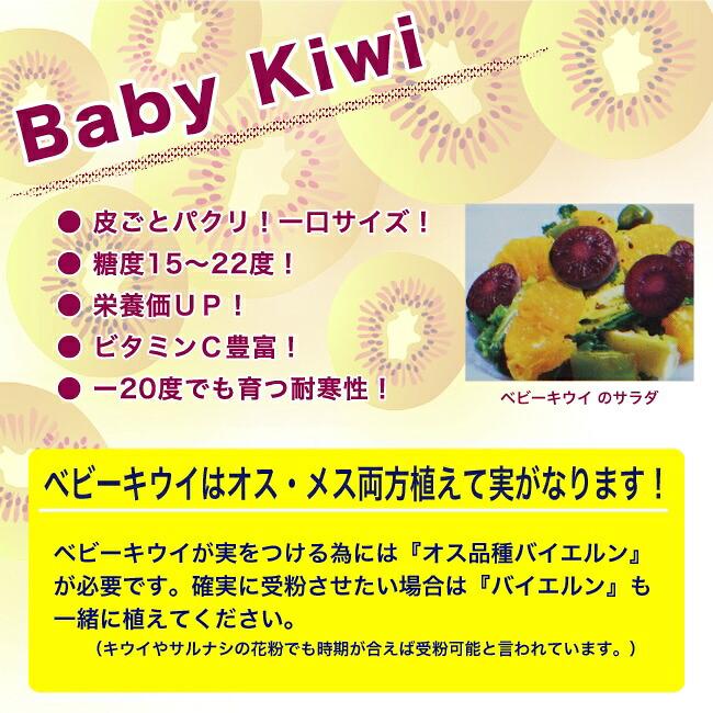 パープルシャドー （メス） ベビーキウイ 挿し木 1年生 ポット苗