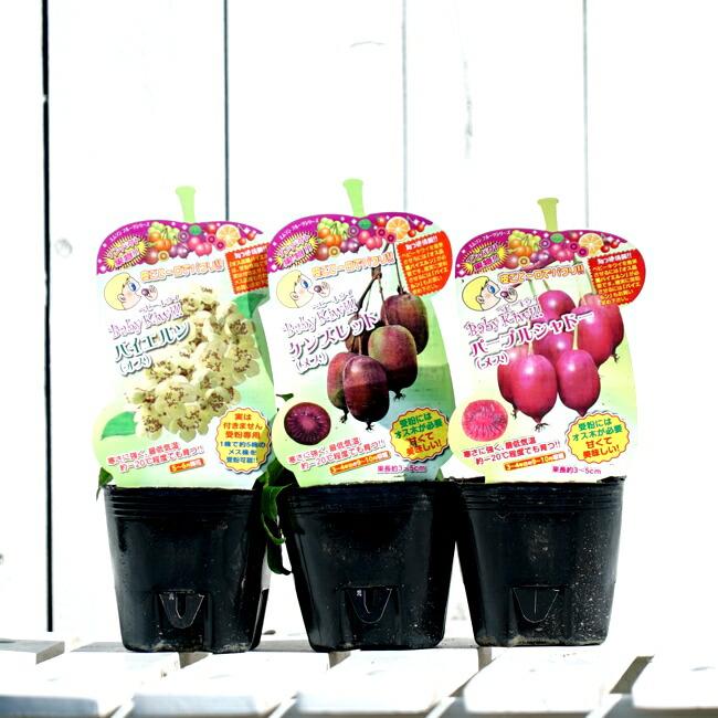 人気ショップが最安値挑戦 苗木 ジュネーブ ケンズレッド バイエルンセット ベビーキウイ 植物 観葉植物 Iowatribeofkansasandnebraska Com