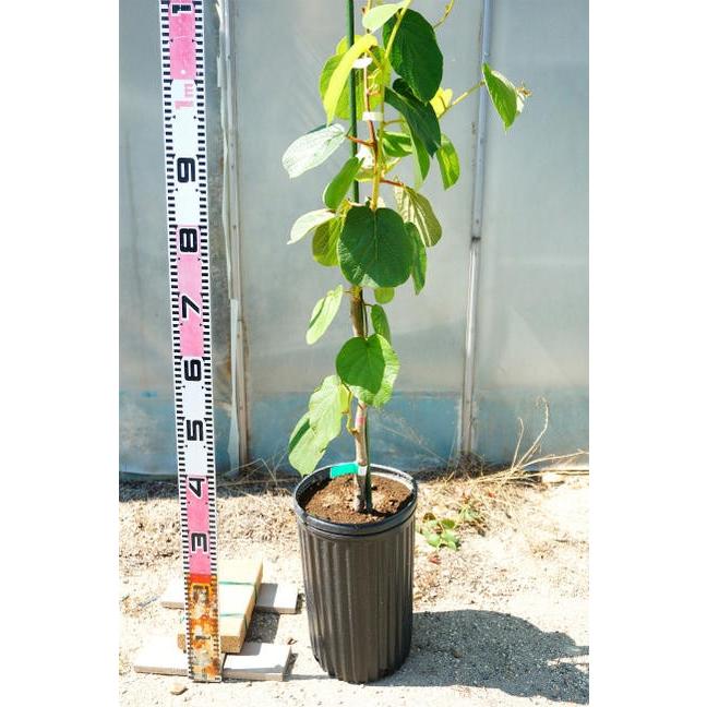 スーパーエメラルド 1本でなるキウイ 3年生大苗 1m苗 産地で剪定済 1 0m苗 Kiui Dandi Raion 2 S 苗木部 花ひろばオンライン 通販 Yahoo ショッピング