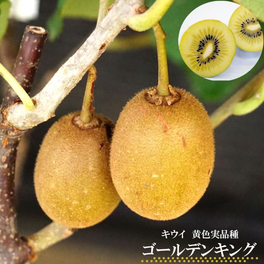 ゴールデンキング メス ゴールドキウイ 3年生接木大苗 長尺 西濃運輸お届け 北海道 沖縄 離島不可 Kiui Go Rudenkingu 2 苗木部 花ひろばオンライン 通販 Yahoo ショッピング