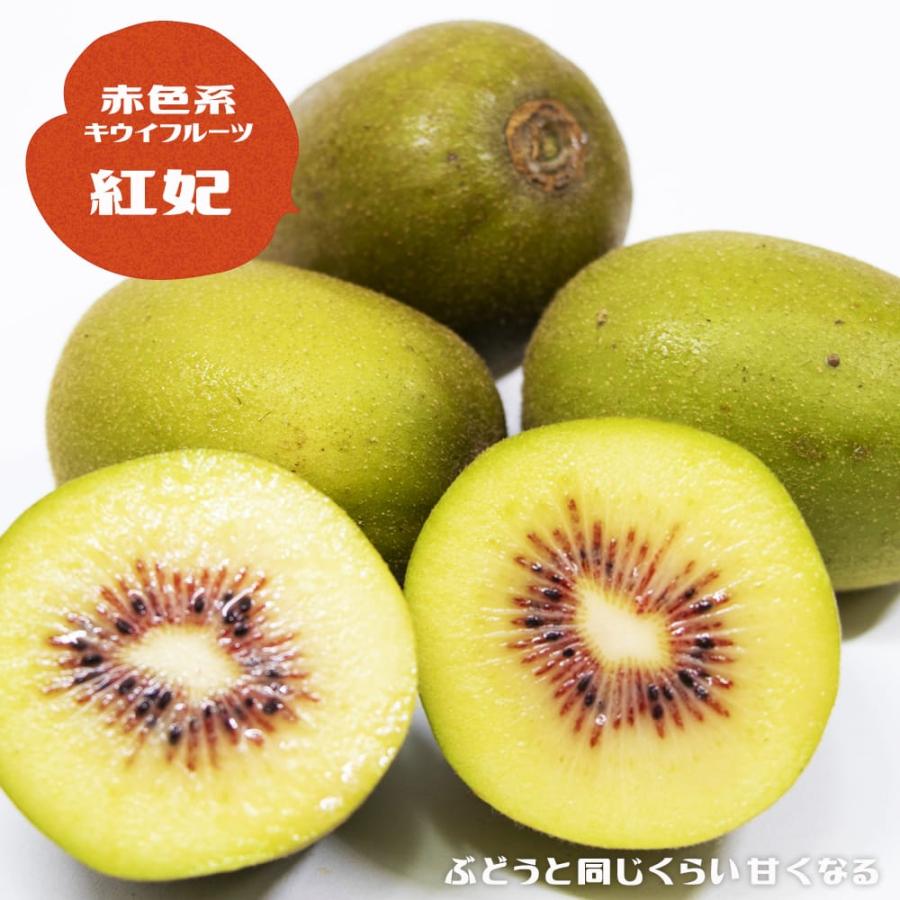 キウイ 苗 紅妃 赤系メス 3年生接木大1m苗 産地で剪定済 1.0m苗 : 苗木