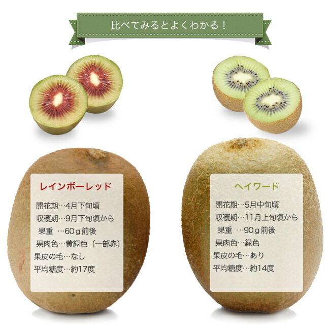 レインボーレッド メス レッドキウイ 1年生接木苗 Kiui Tokyo Reinbo01 苗木部 花ひろばオンライン 通販 Yahoo ショッピング