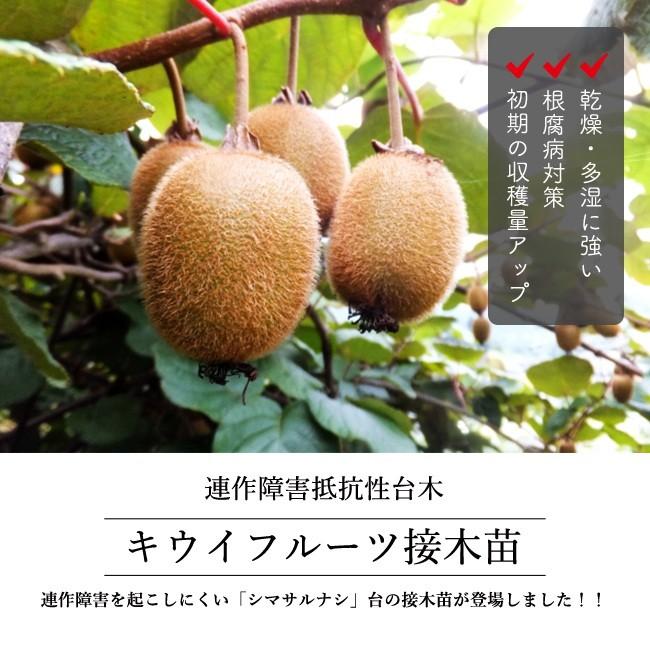 トムリ オス グリーンキウイ用受粉樹 連作障害抵抗性台木 1年生 接木苗 Kiui Tomuri Osu 01s 苗木部 花ひろばオンライン 通販 Yahoo ショッピング