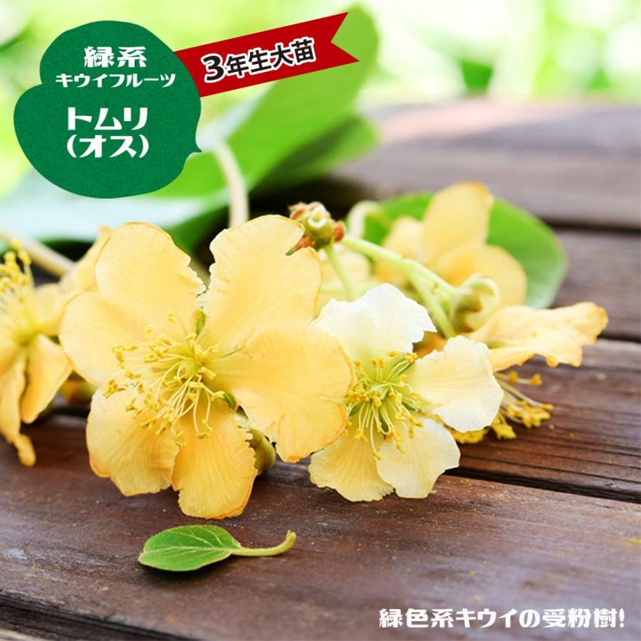 キウイ 苗 トムリ 緑実キウイの受粉用オス 連作障害抵抗性台木 3年生