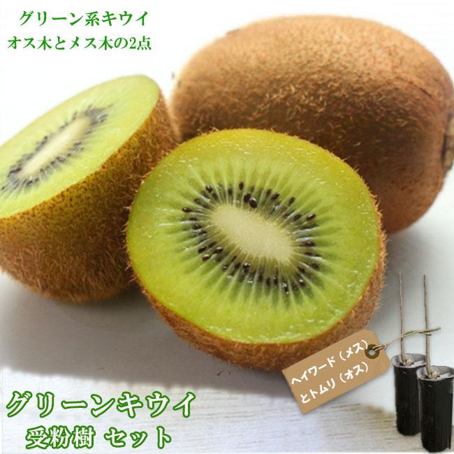 グリーンキウイ 受粉樹2点セット ヘイワードとトムリ 1年生 接ぎ木 苗 Kiwi Jufunjuset01 苗木部 花ひろばオンライン 通販 Yahoo ショッピング