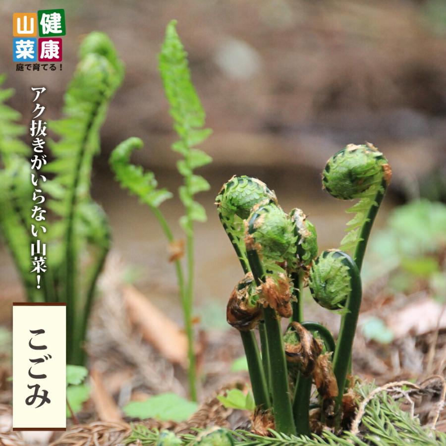 山菜 コゴミ （クサソテツ） 4.5号ポット苗 : 苗木部 花ひろば