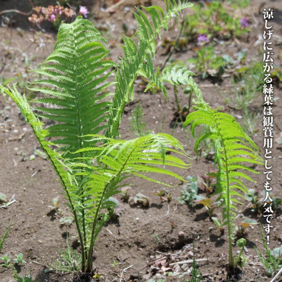 山菜 コゴミ （クサソテツ） 5号ポット大苗 爆買いweek : 苗木部 花
