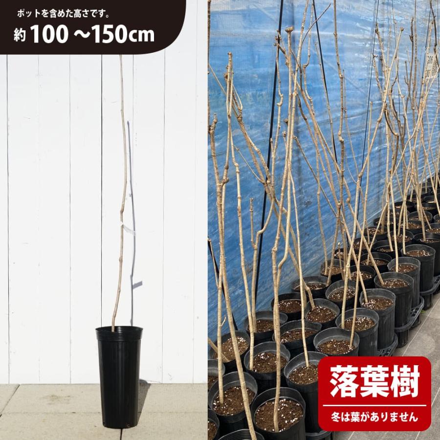 コシアブラ 5号ロングポット苗 （100〜150cm） 幻の山菜苗 : 苗木部 花