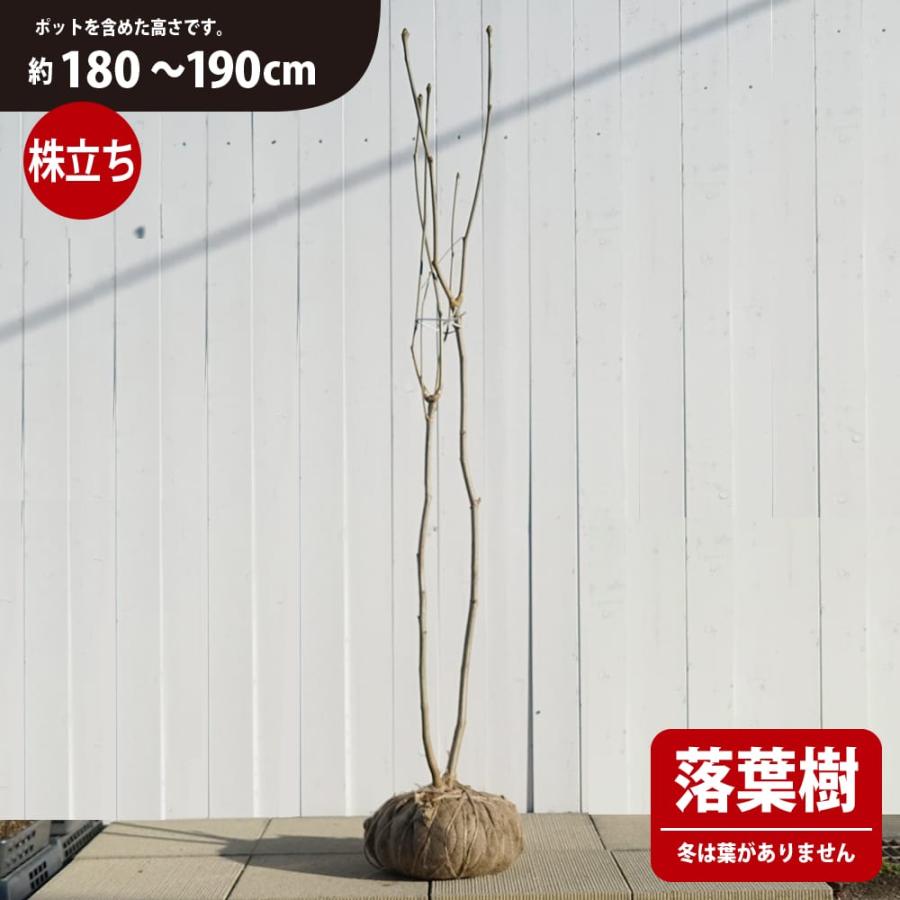 山掘り天然コシアブラ 幻の山菜苗 株立ち 天然木 根巻き大苗 H80 95cm Koshiabura Nemaki Oonae 苗木部 花ひろばオンライン 通販 Yahoo ショッピング