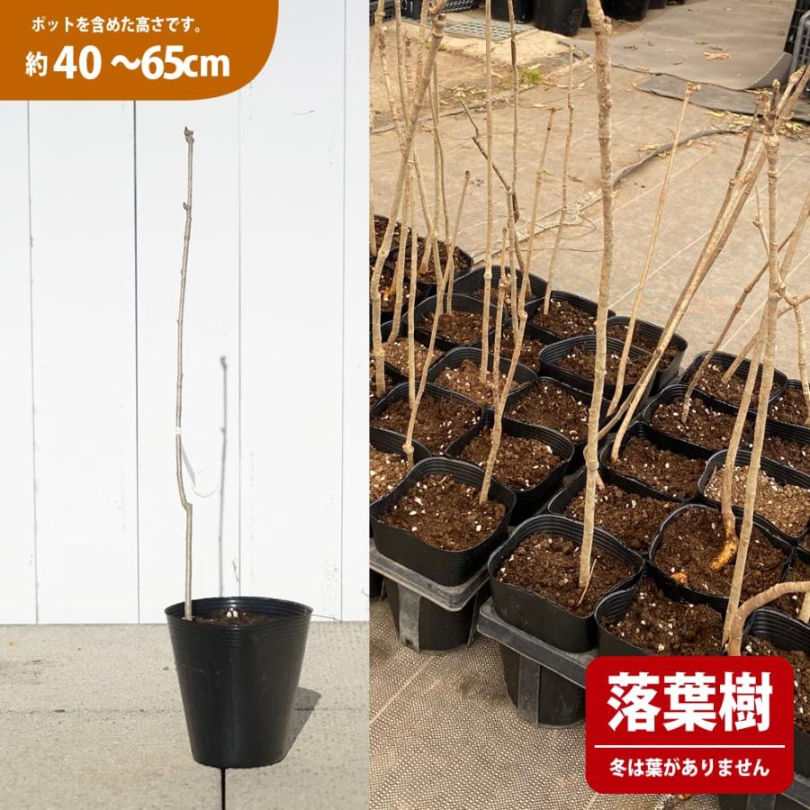コシアブラ 4号ポット苗 （40〜65cm） 幻の山菜苗 爆買いweek（Yahoo!・苗木部 花ひろばオンライン）