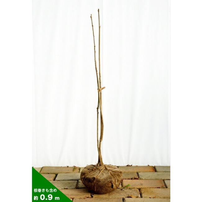 コシアブラ 幻の山菜苗 株立ち 根巻き苗 Koshiabura 苗木部 花ひろばオンライン 通販 Yahoo ショッピング