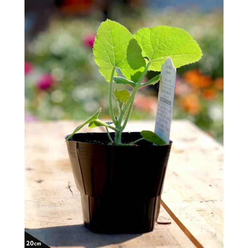 おもちゃメロン 苗 ククミス ティプケサウス ポット苗 果樹 果樹苗 緑