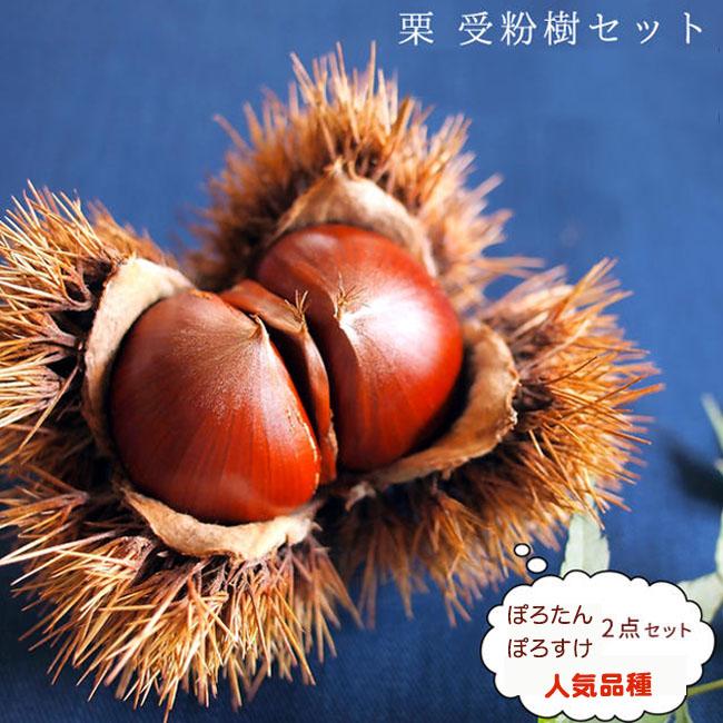 人気の栗 受粉樹2点セット ぽろたんとぽろすけ 1年生 接ぎ木 苗 果樹 果樹 Kuri Jufunjuset 苗木部 花ひろばオンライン 通販 Yahoo ショッピング