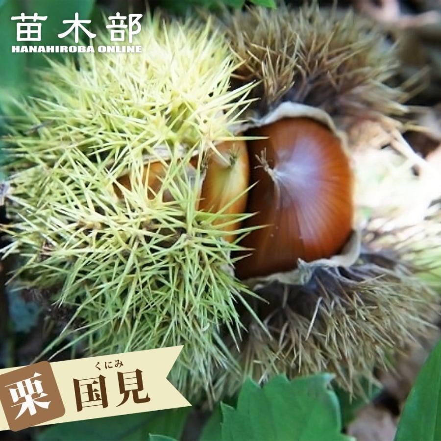 栗 苗木 国見 1年生接木苗 爆買いweek : 苗木部 花ひろばオンライン
