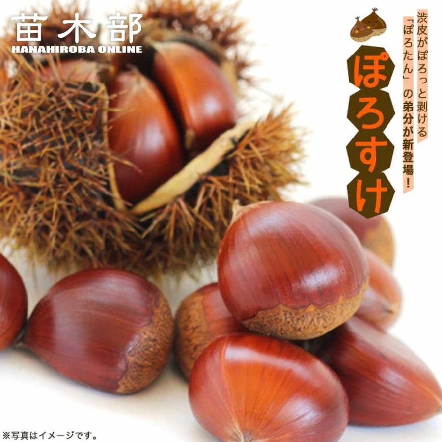 ぽろすけ 栗 くりの苗木 3年生接木大苗 1m苗 産地で剪定1 0m苗 予約販売9 10月頃入荷予定 Kuri Porosuke05 苗木部 花ひろばオンライン 通販 Yahoo ショッピング