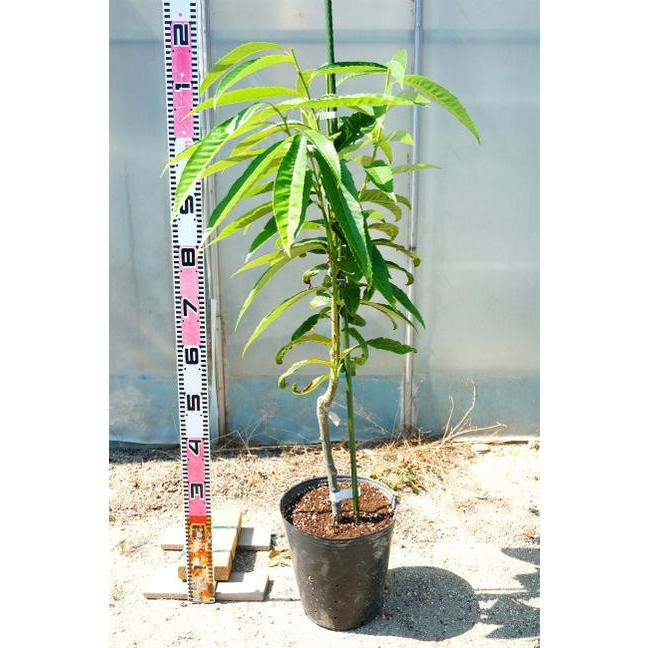 ぽろすけ 栗 くりの苗木 3年生接木大苗 1m苗 産地で剪定1 0m苗 Kuri Porosuke05 苗木部 花ひろばオンライン 通販 Yahoo ショッピング