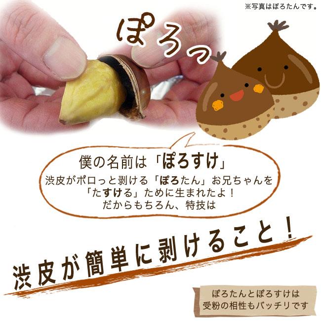栗 苗木 ぽろすけ 1年生接木苗 登録品種・品種登録 爆買 : 苗木