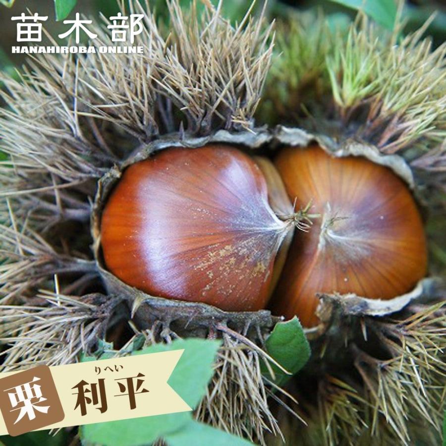 栗 苗木 利平栗 3年生接木大苗 1m苗 産地で剪定1.0m苗 : 苗木部 花