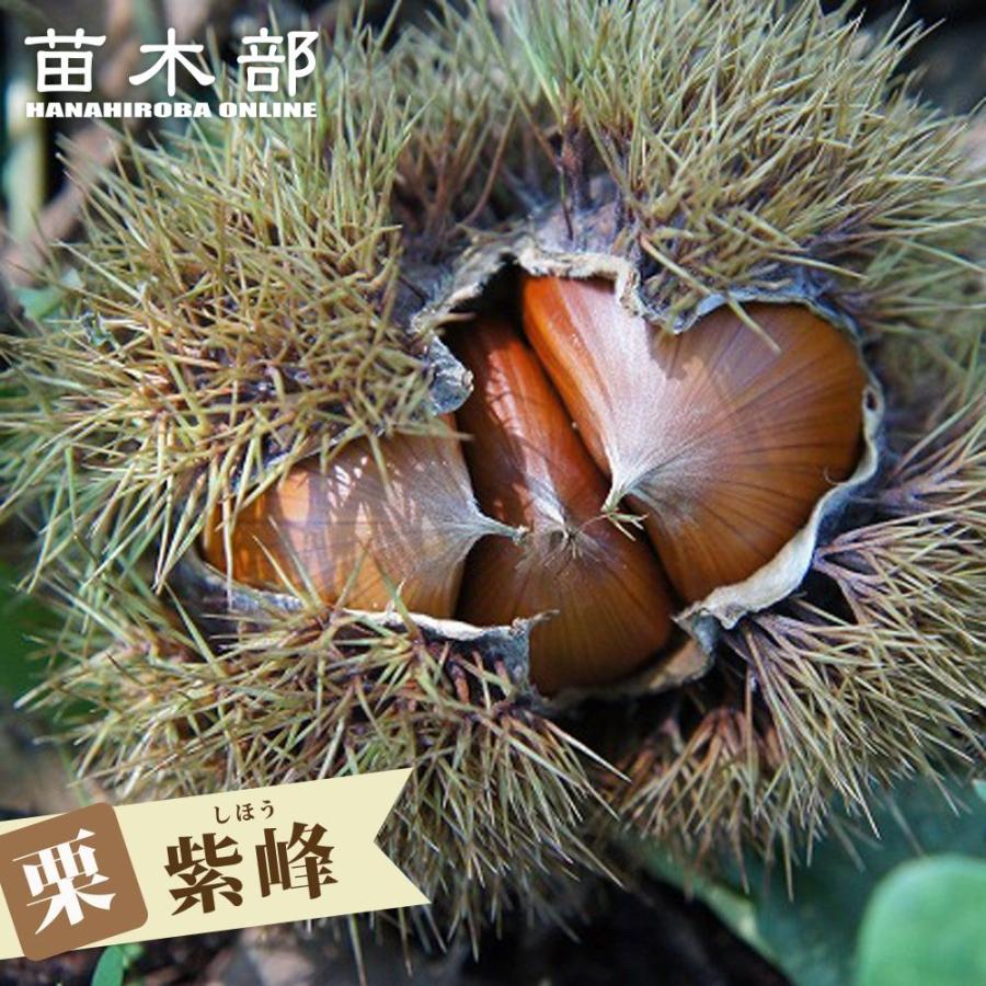 栗 苗木 紫峰 1年生接木苗 : 苗木部 花ひろばオンライン - 通販