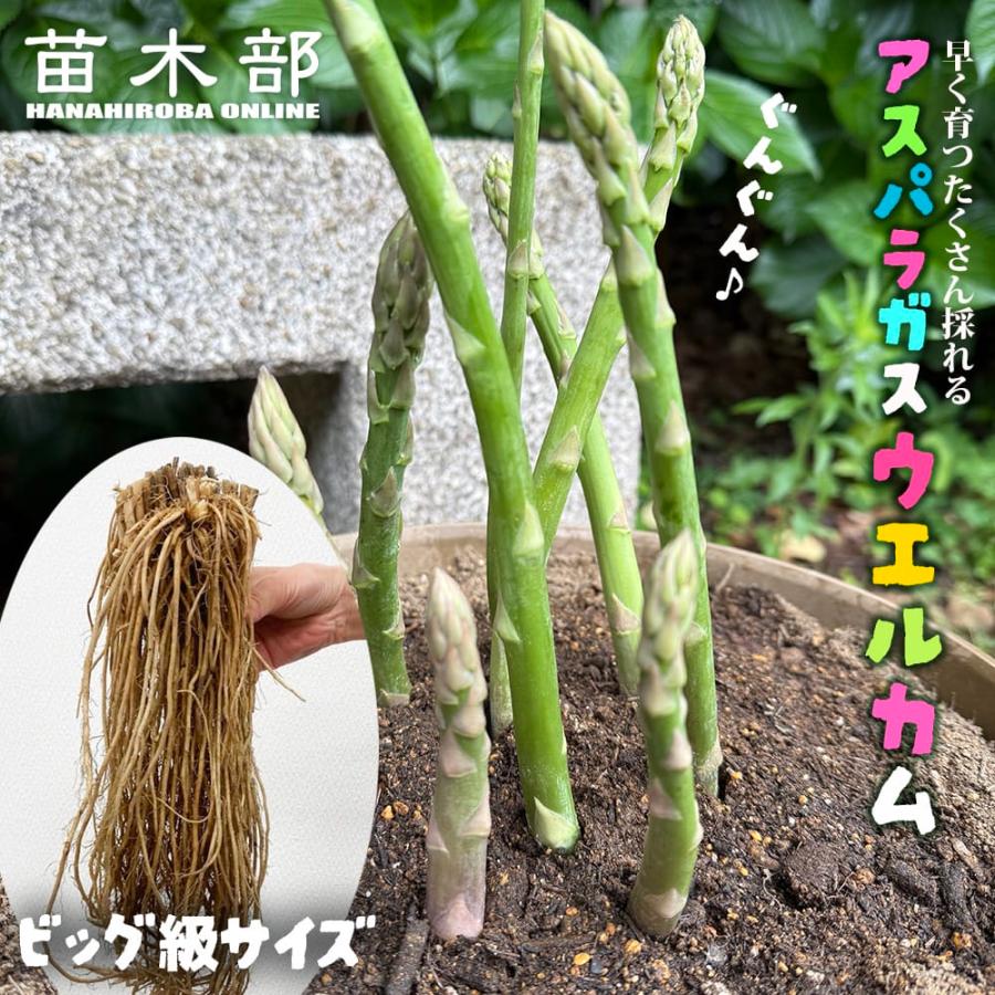 大株 アスパラガス ビッグ級 大苗 ウエルカム Mサイズ グリーン