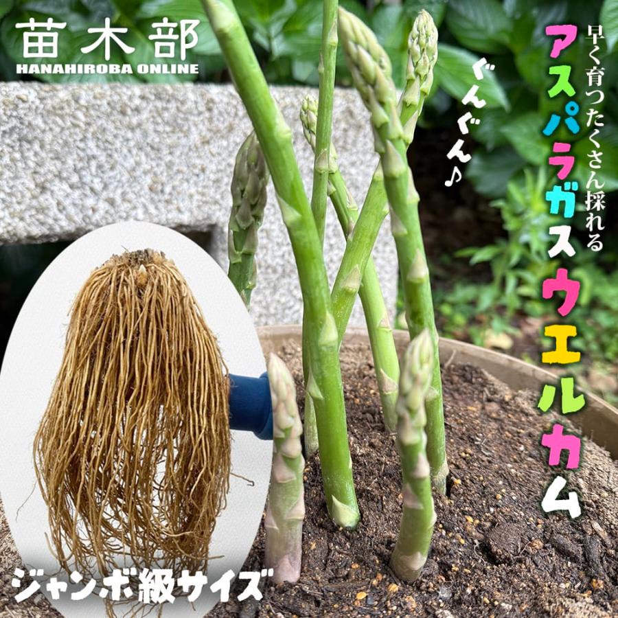特大株 アスパラガス ジャンボ級サイズ 特大苗 ウエルカム Lサイズ特大