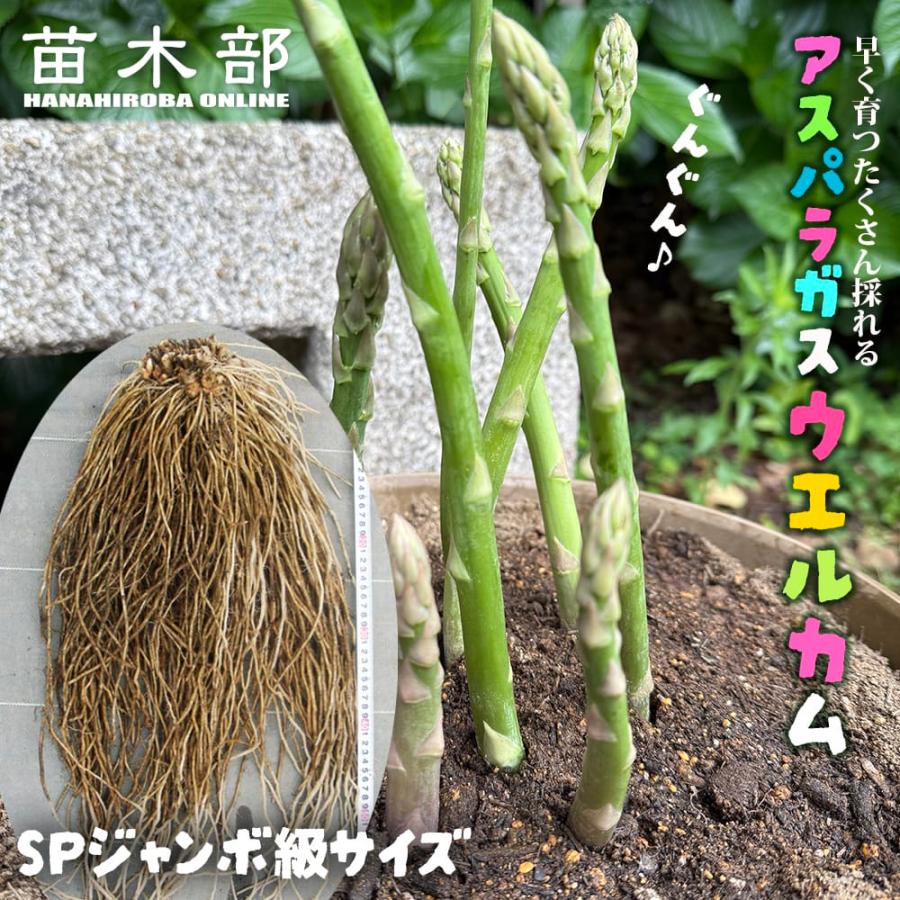 おまとめお得アスパラ苗『ゼンユウガリバー80本』 おまとめお得アスパラ苗『ゼンユウガリバー80本』 おまとめお得