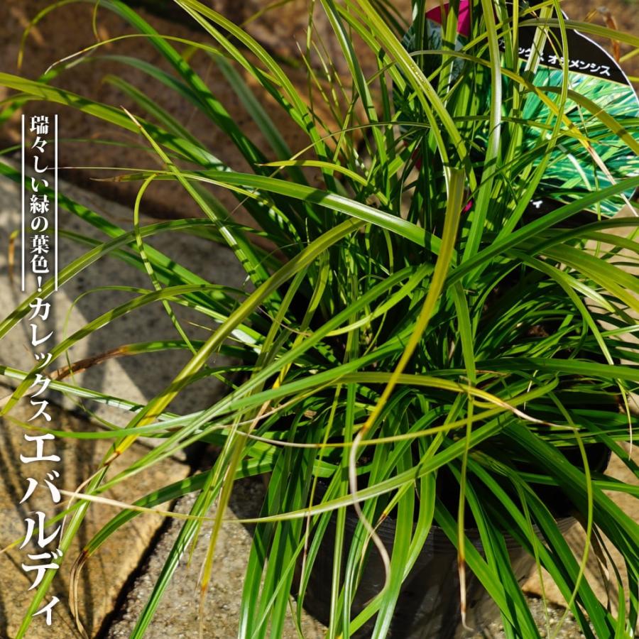 花畑 カレックス エバルディ 5号ポット大苗 : 苗木部 花ひろばオンライン