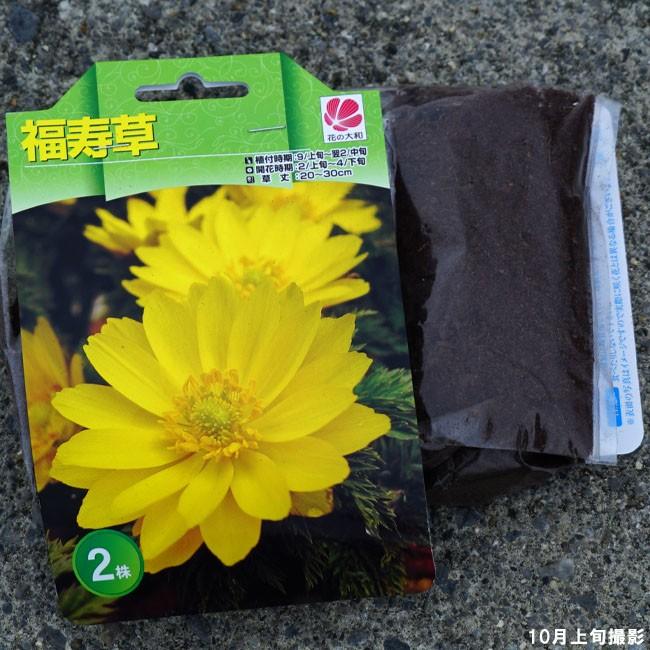 福寿草 球根 2株入 植え付け時期9月上旬 翌年2月中旬 予約販売10月下旬頃発送予定 Kusa Fukujusou 苗木部 花ひろばオンライン 通販 Yahoo ショッピング