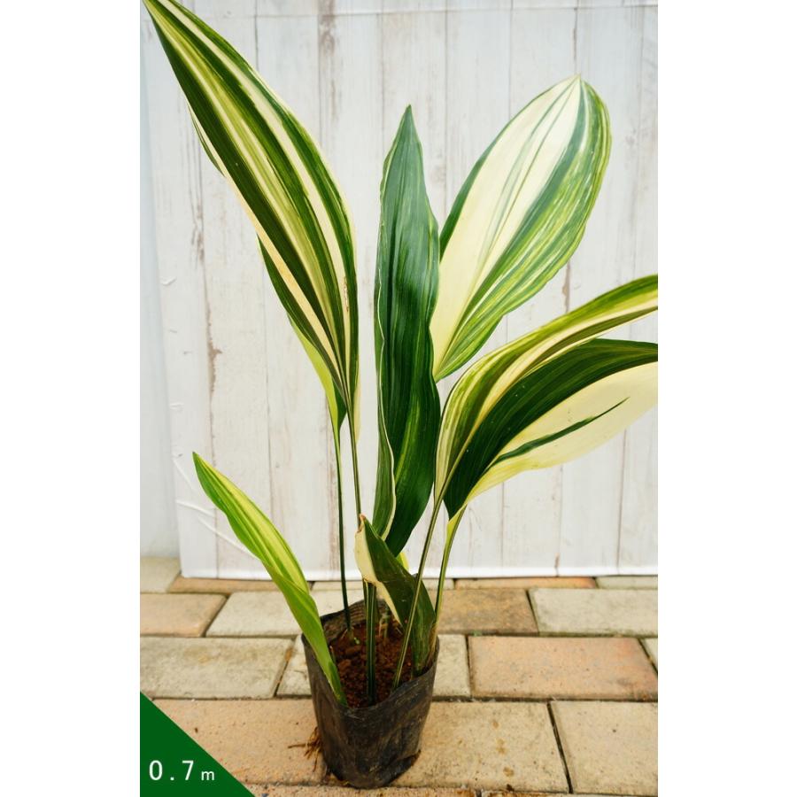 シマハラン ポット苗 常緑 耐寒性 日陰 Kusa Haran003 苗木部 花ひろばオンライン 通販 Yahoo ショッピング