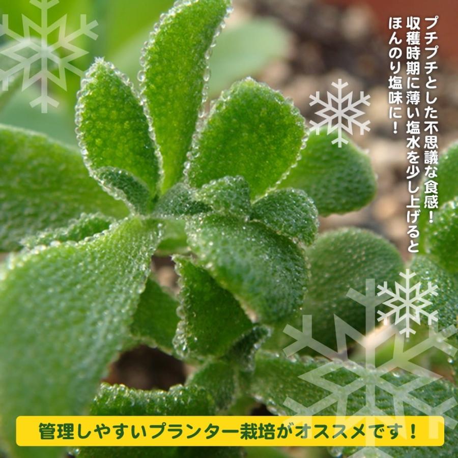 野菜 苗 アイスプラント(ソルティーナ、シオーナ) 4号ポット苗 : 苗木