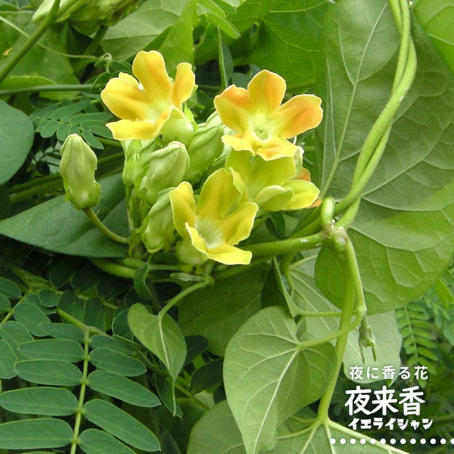 夜来香 (イエライシャン) 3号ポット苗 : 苗木部 花ひろばオンライン