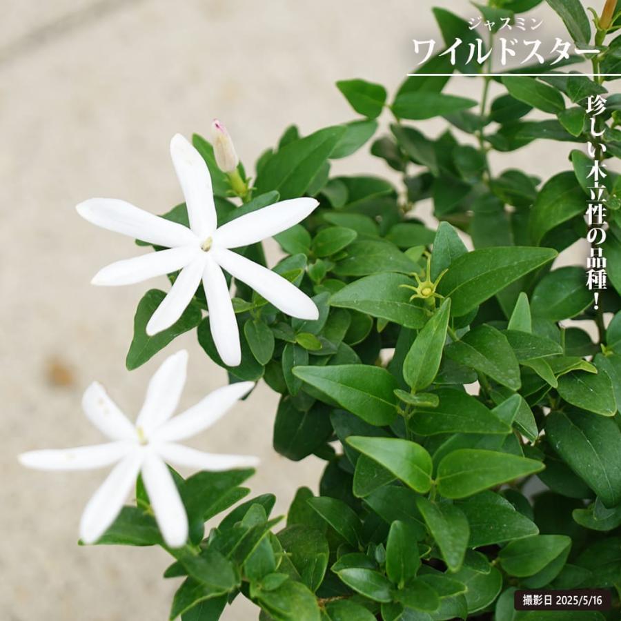 ジャスミン ワイルドスター 3.5号 鉢植え : 苗木部 花ひろばオンライン