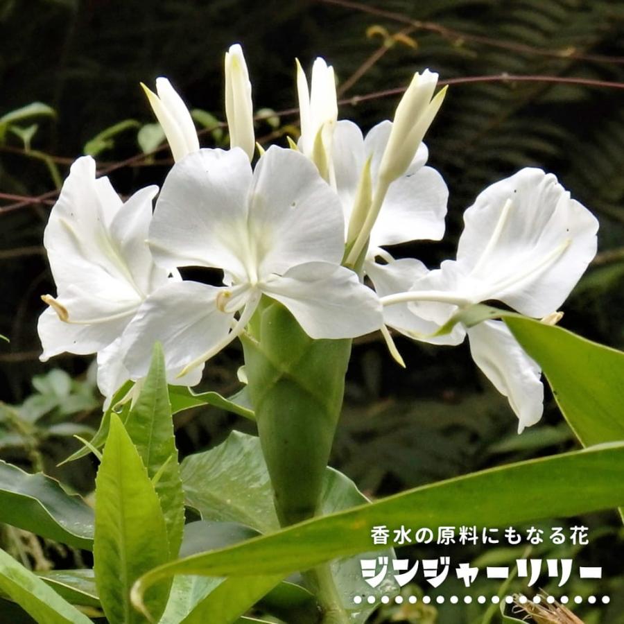 ジンジャーリリー　葉のみ、茎のみ ジンジャーリリー 6号ポット苗 : 苗木部 花ひろばオンライン - 通販