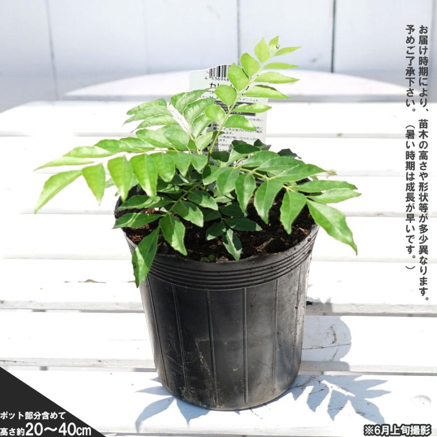 ハーブ カレーリーフ 香辛料 スパイス 珍しい 柑橘 苗 苗木 Kusa Karyleaf01 苗木部 花ひろばオンライン 通販 Yahoo ショッピング