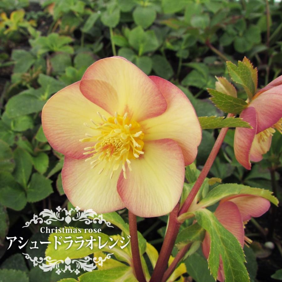 アシュードララオレンジ 一重咲きクリスマスローズ 3号ポット 苗