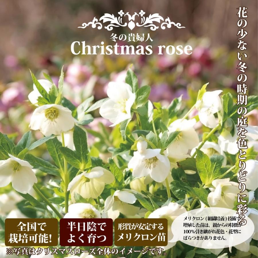ダブルファンタジー 八重咲きクリスマスローズ 3号ポット 苗 予約販売